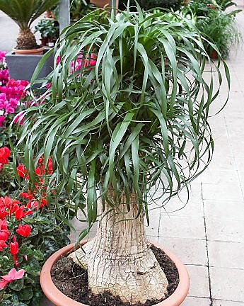 Beaucarnéa : élégant et robuste