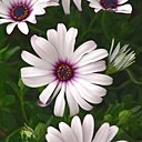 Belle Marguerite au cœur sombre ! Belle Marguerite au cœur sombre !