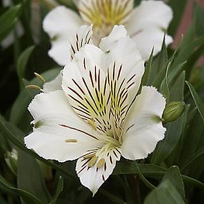 L’Alstroemeria plante à plusieurs facettes