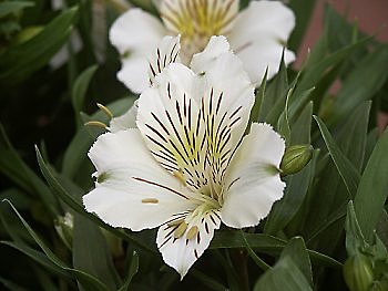 L’Alstroemeria plante à plusieurs facettes