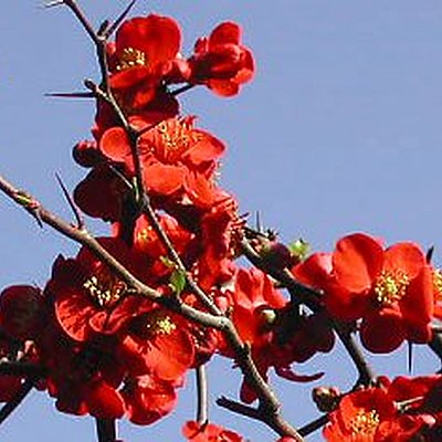 Le cognassier du Japon.