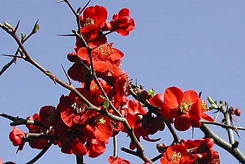 Le cognassier du Japon.