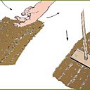 Semer des fleurs directement en place