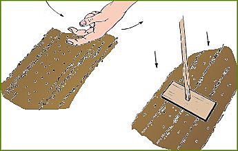 Semer des fleurs directement en place