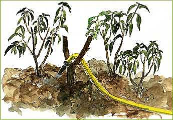 Après la sécheresse