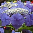 Une couronne pour ce duc de Bretagne.