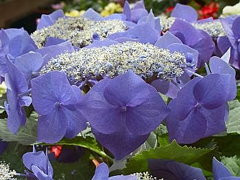 Une couronne pour ce duc de Bretagne.