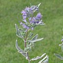 Caryoptéris : la note bleue de fin d'été Caryoptéris : la note bleue de fin d'été