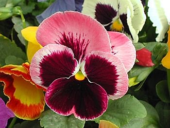 Fleurette du printemps, gaie et colorée