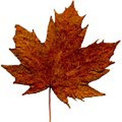 Choisis des feuilles parfaites à l'automne...