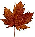 Choisis des feuilles parfaites à l'automne...