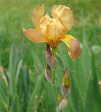 Iris de Feu