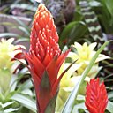 Le Guzmania : de la lumière mais pas direct !