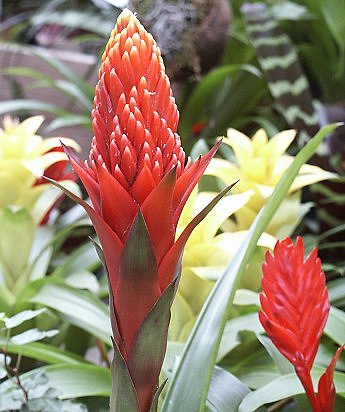 Le Guzmania : de la lumière mais pas direct !