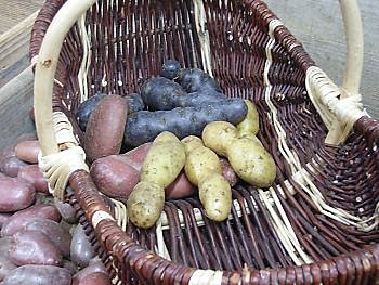 Comment choisir parmi toutes les variétés de pomme de terre ?