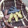 Bien choisir les Pommes de terre au jardin