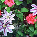 Plantes grimpantes : pensez talus, haies, potées fleuries...
Ici des clématites grimpantes qui se marient avec des roses.