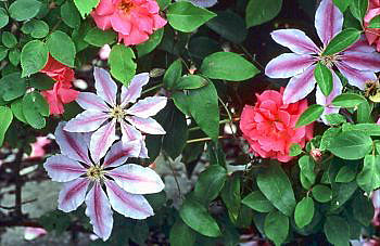 Plantes grimpantes : pensez talus, haies, potées fleuries...
Ici des clématites grimpantes qui se marient avec des roses.