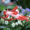 Fleur de Cactus...de Noël !