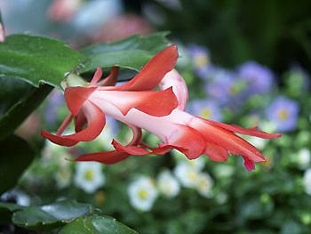 Fleur de Cactus...de Noël !