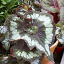 Le bégonia décoratif exige une lumière vive