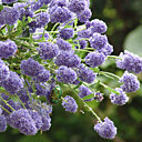 Céanothe ou lilas de Californie