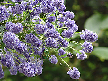 Céanothe ou lilas de Californie