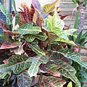 Croton, plante d'intérieur