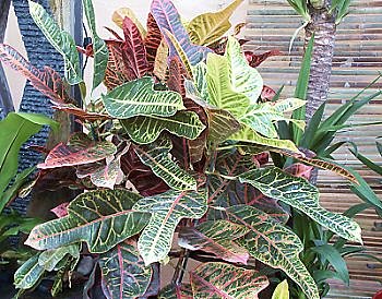 Croton, plante d'intérieur