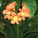 Un clivia robuste par nature
