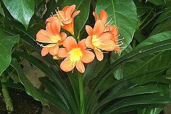 Un clivia robuste par nature