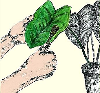 une pince allongée dont les pattes sont recouvertes d'éponge