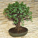 Un arbre, petit certes, mais un arbre avant tout.