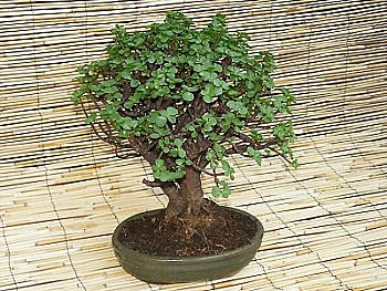 Un arbre, petit certes, mais un arbre avant tout.