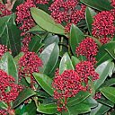 Les skimmias, arbustes florifères persistants