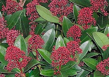 Les skimmias, arbustes florifères persistants