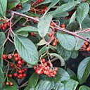 Cotonéaster reconnaissable par ses petites feuilles et ses baies rouge Cotonéaster reconnaissable par ses petites feuilles et ses baies rouge