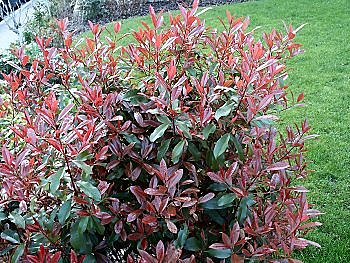Photinia red robin