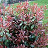 Photinia Red Robin, rouge de plaisir !