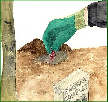 Engraissez les fruitiers