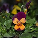 Une pensée pour l'hiver...