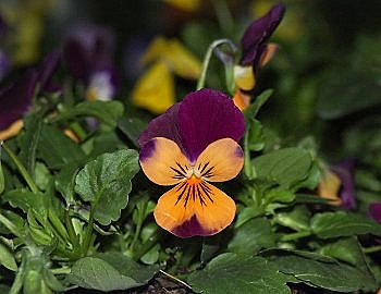 Une pensée pour l'hiver...