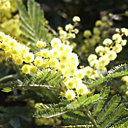 Mimosa, fleur aux atouts pour votre jardin