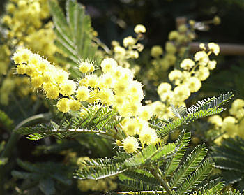 Mimosa, fleur aux atouts pour votre jardin
