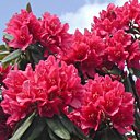 Les rhododendrons à l'ombre !