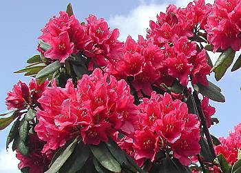 Les rhododendrons à l'ombre !
