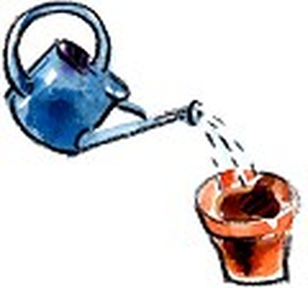 Tasse avec les doigts et arrose avec un arrosoir muni d'une pomme. Place à la chaleur, devant une fenêtre. N'oublie pas d'arroser régulièrement pour que le terreau soit toujours humide.