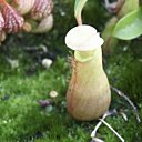 Féroces, les plantes carnivores ?