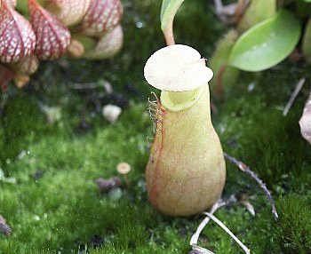 Féroces, les plantes carnivores ?