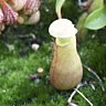 Féroces, les plantes carnivores ?